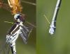 Coenagrion puella